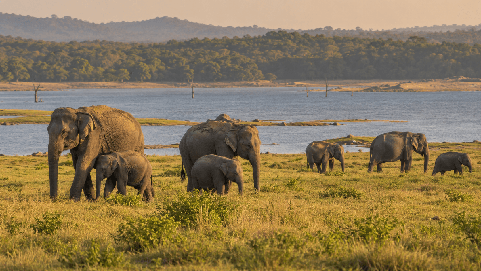 Wild elephants in Sri Lanka's dry zone